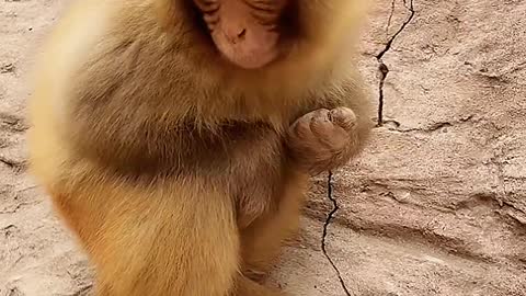 The monkey