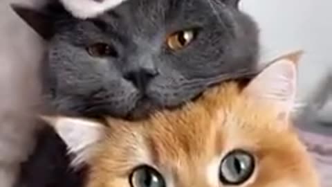 Woow 3 very beautiful cats