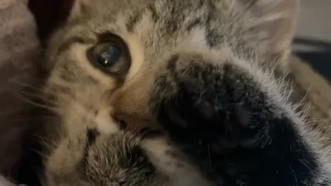Cat adorably sucks on her paw while sleeping