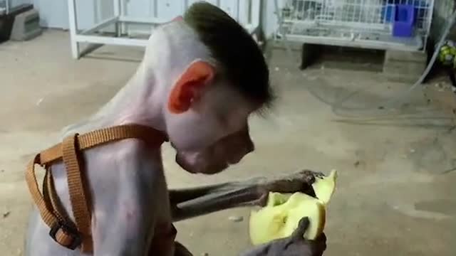 Is this monkey a stringIs this monkey a string
