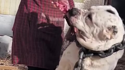 Dog&gat
