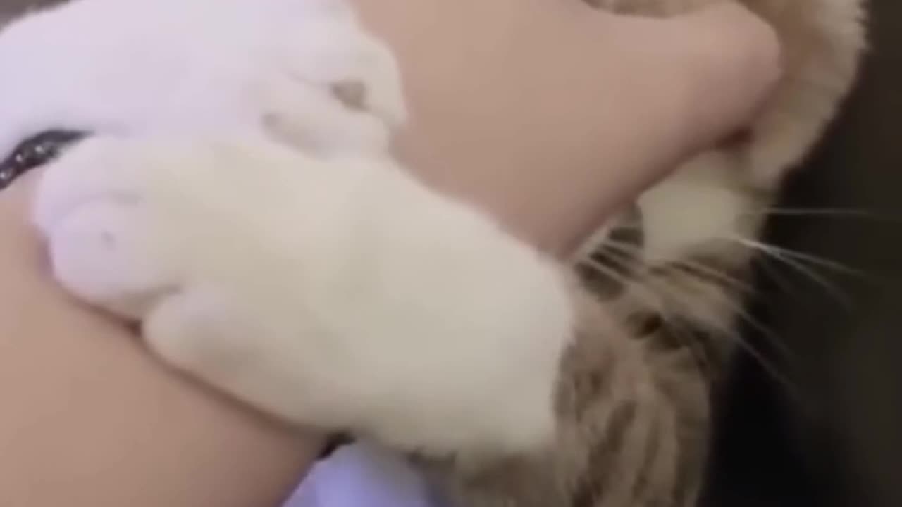 Cat funny video 🤣🤣😂😂😂