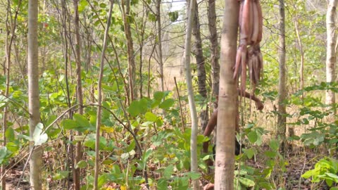 Primitive Technology - Amazing in forest coocking Squids deLicious Eating #000201