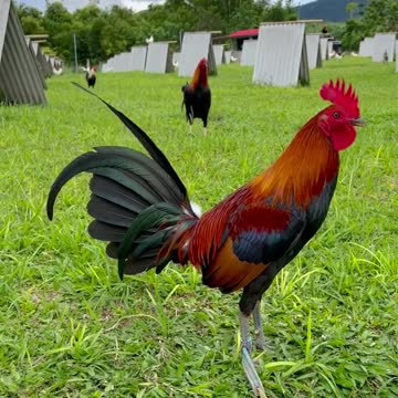 Black Birds Gilmore Hatch ARL FARM