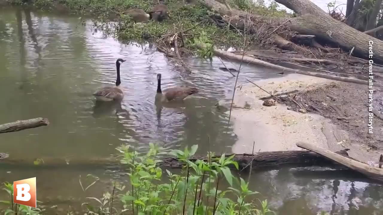 CUTENESS ALERT: A fuzzy gosling, described as "alone and shivering," was successfully reunited