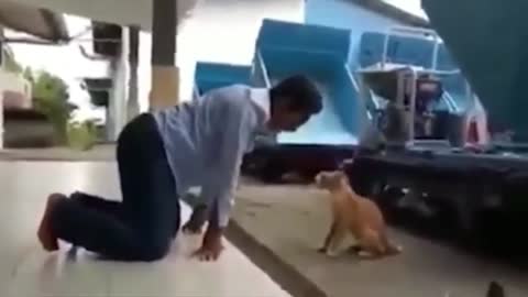 😽TRY NOT TO LAUGH! 🐈Cats vs Cucumbers Compilation Funniest Moment When Cat Scared #13