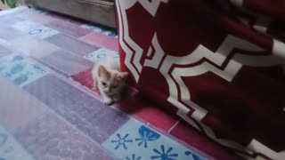 New kitten arrive