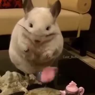 hamster drinking tea