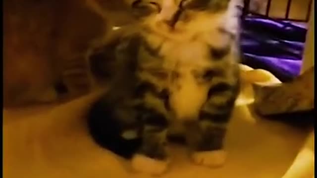 funny cat videos short 55