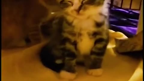 funny cat videos short 55