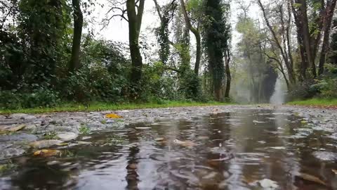 Video of Rain In Nature to Relax for a While