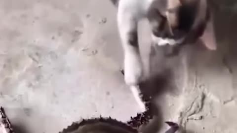 funny cats and dog