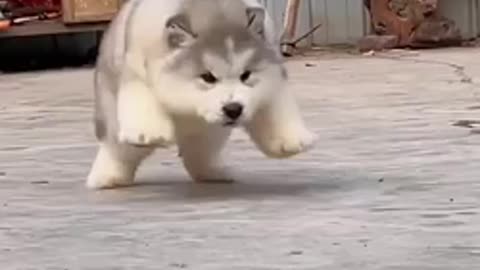 Funny Puppy - I am alone