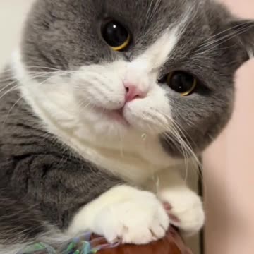 Cute cat video and Kittecat Cat Video