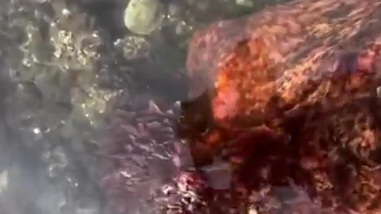 A friendly giant Pacific octopus 🐙 wants to be petted.