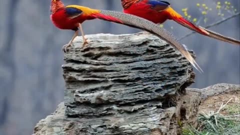 Colourful Pheasants