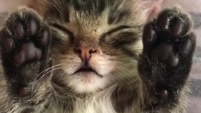 Loving Cats: Kitty Sleeping - Do Not Disturb