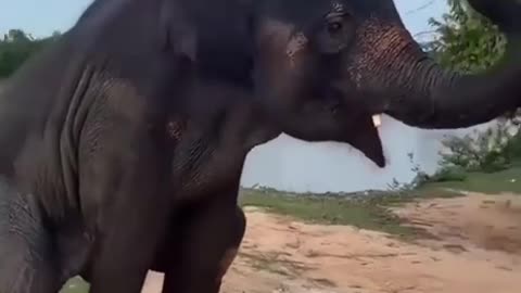 Dancing Elephant
