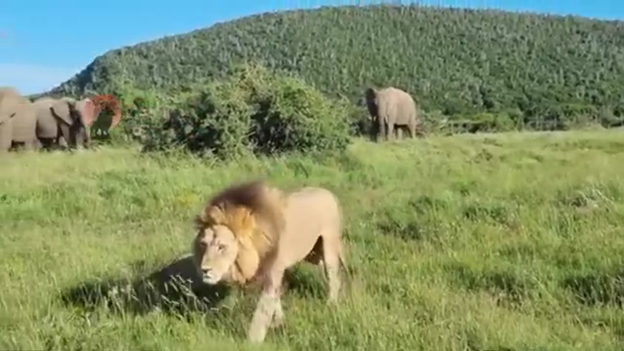 Animal in world