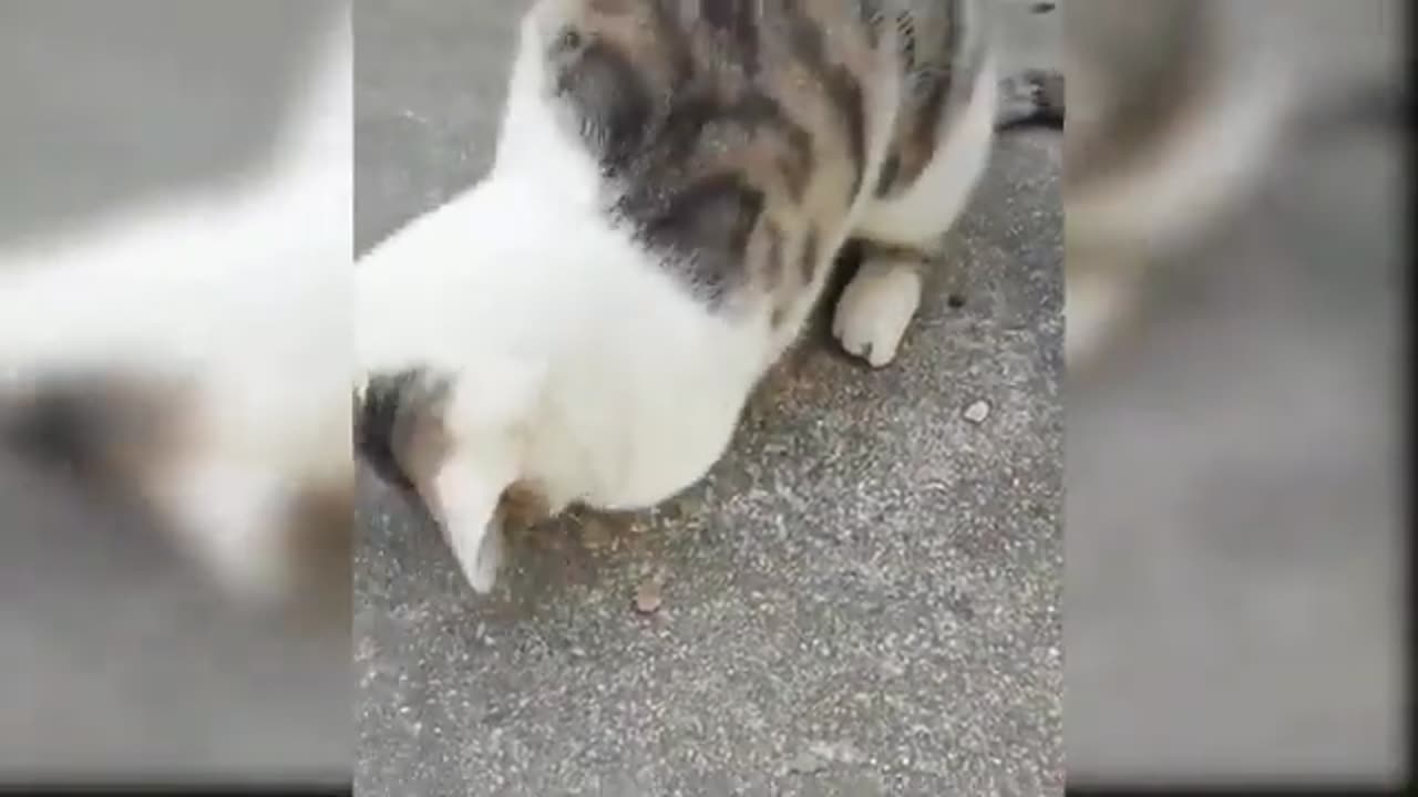 Funny animal videos cat