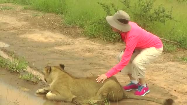 Africa - Walking with Lions