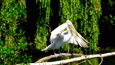 BIRDS VIDEO || BEAUTIFUL BIRDS || MANY COLLECTION BIRDS