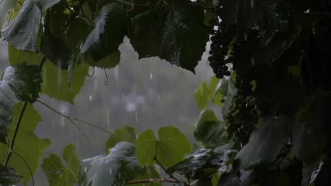 Soothing rainfall sounds for relaxation and deep sleep 😴