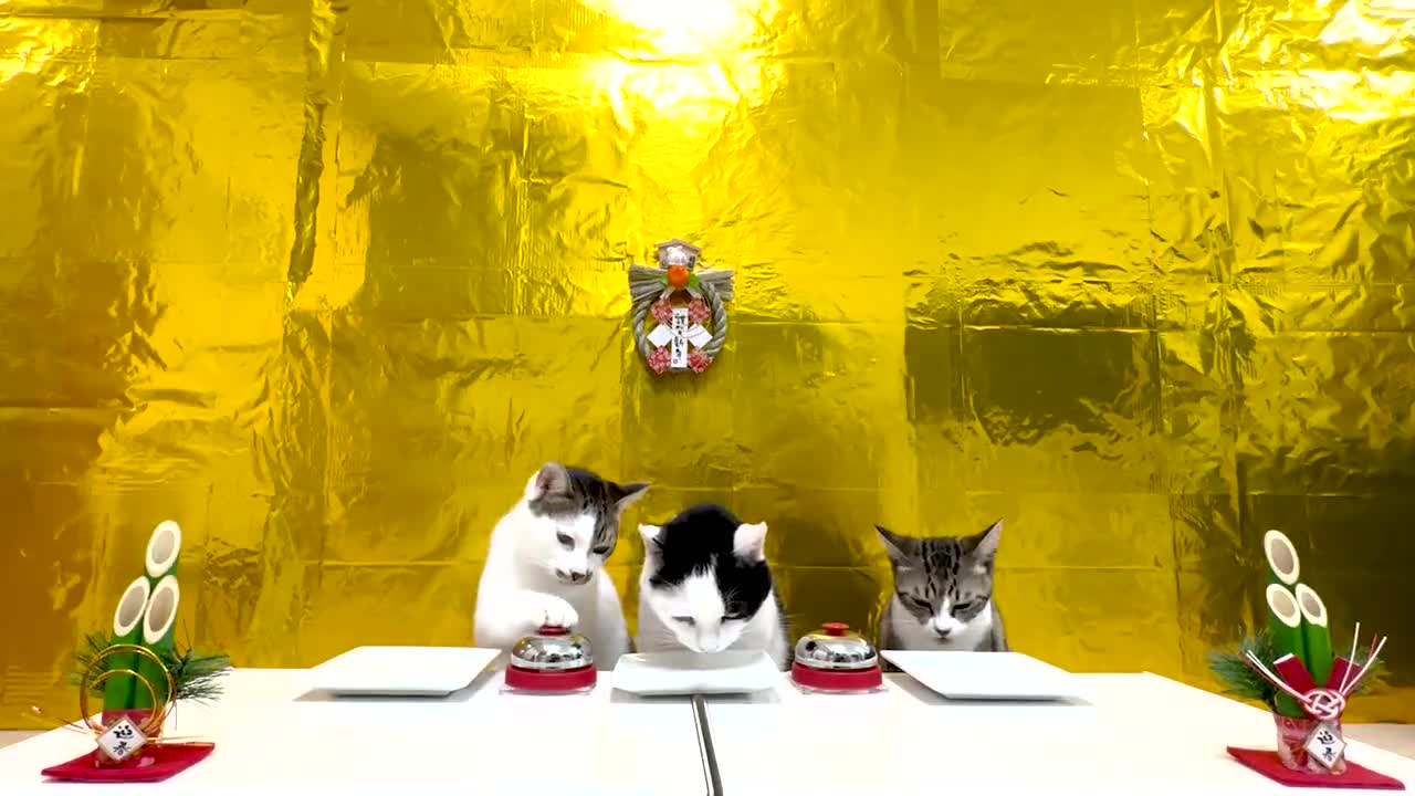 ΟΙ ΓΑΤΕΣ ΚΑΙ ΤΟ ΚΟΥΔΟΥΝΑΚΙ