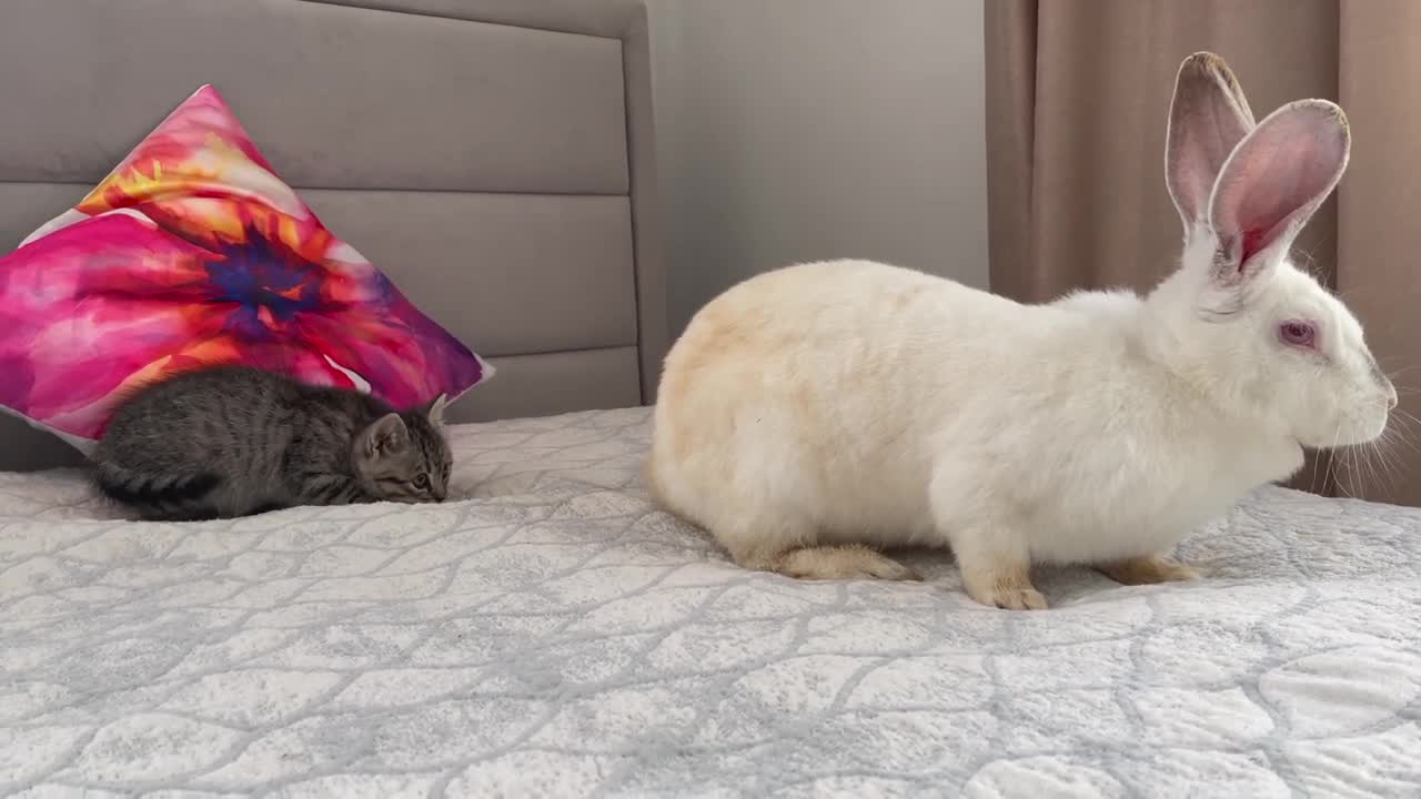 Baby Kitten is confused by meeting with Giant Rabbit