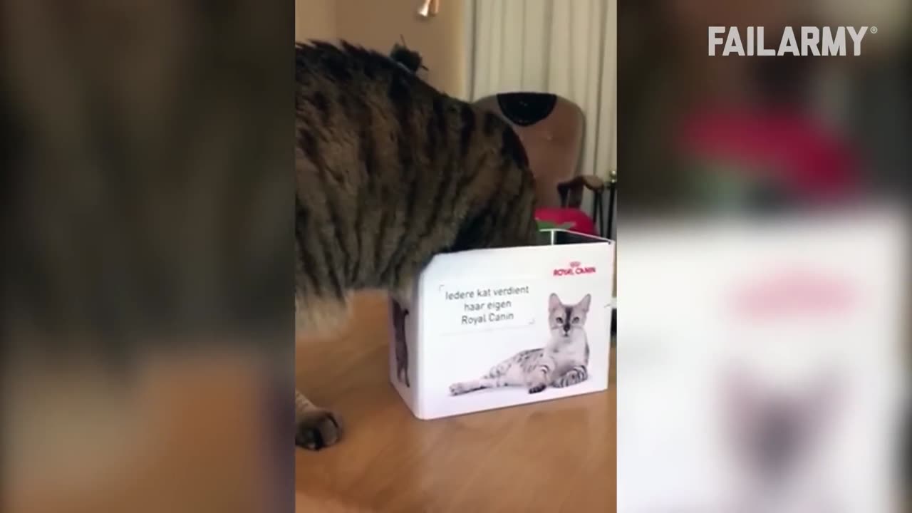 Cat fails funny