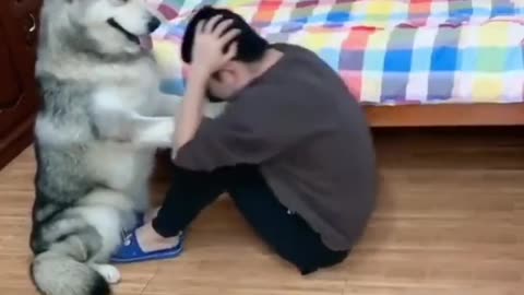 dog videos for kids 