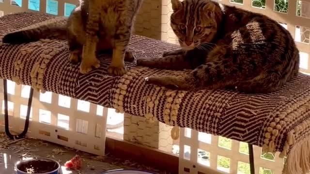 Cats in the shadow of CHEETAH