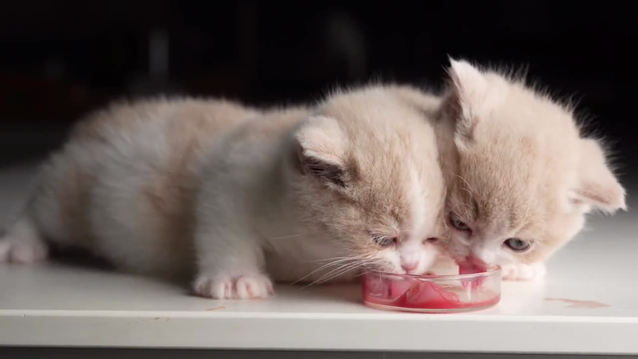 Can two kittens finish chicken legs?