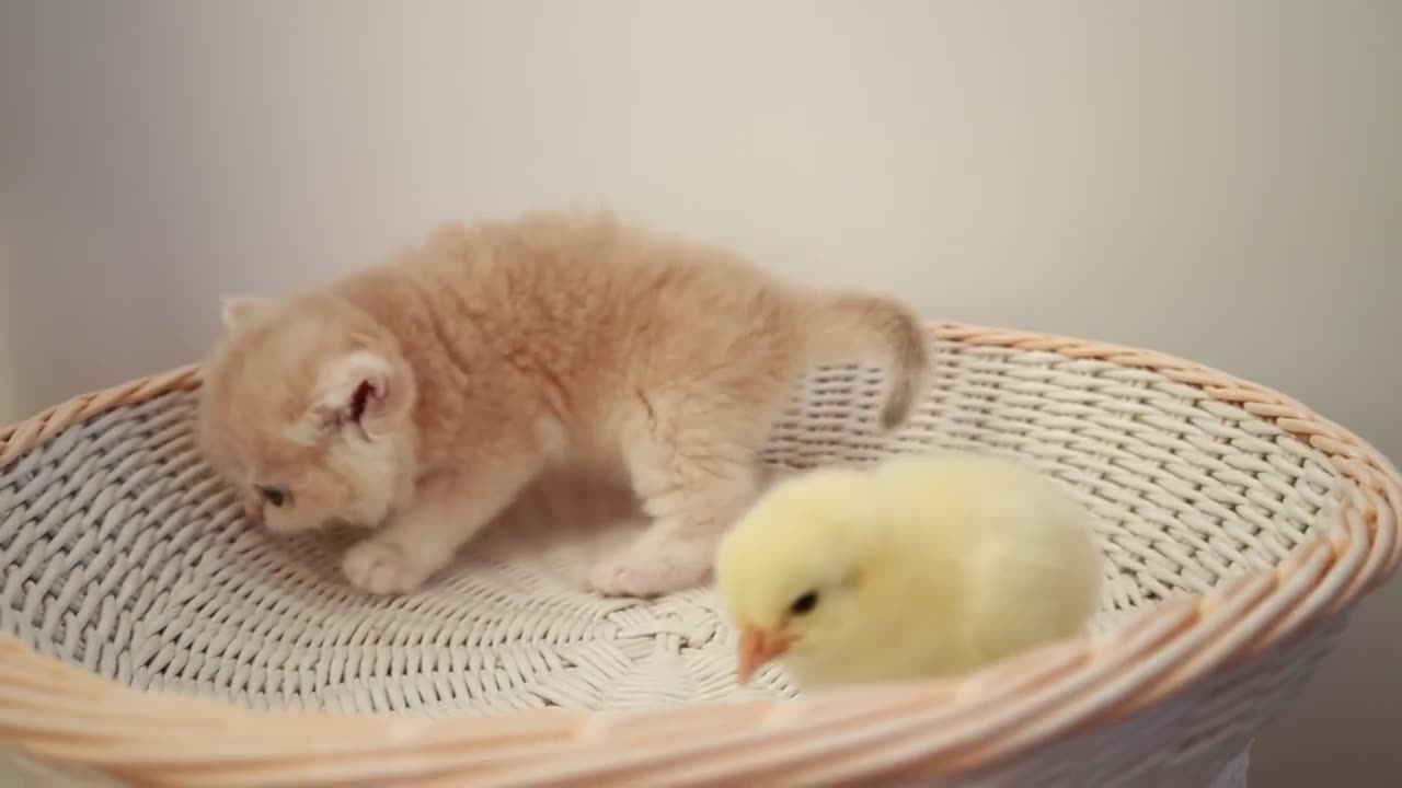 Kittens walk with a tiny chicken