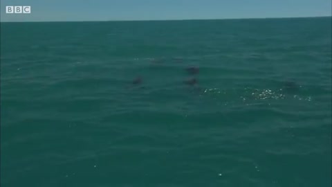 Dolphin Attempts to Kidnap Other Dolphin's Calf - BBC Earth_Cut