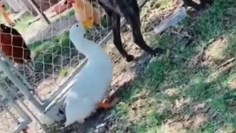 Best Funny Animal Videos 2022 😂