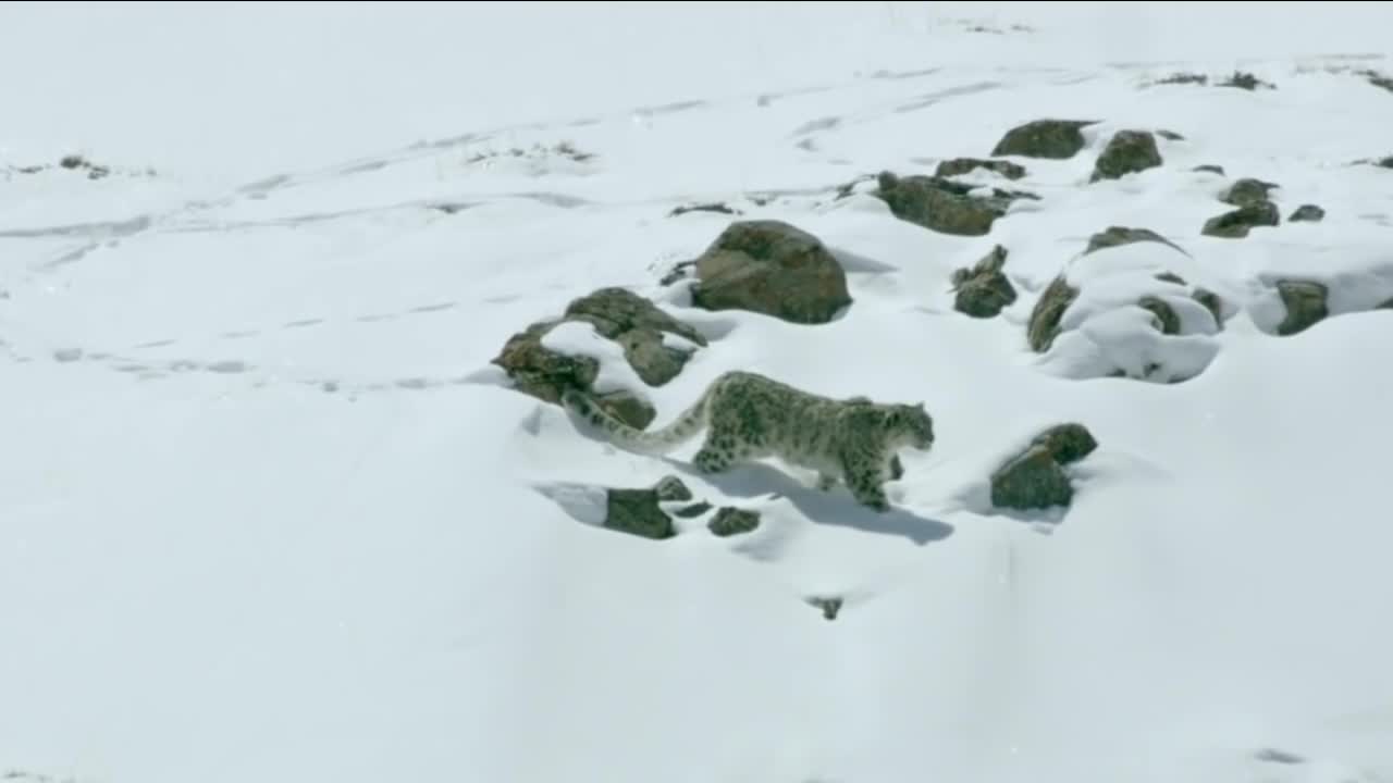 Mountain Goat Tossing Snow Leopard Falls Down From Cliff To Escape - Even The Mighty Can Falter-8