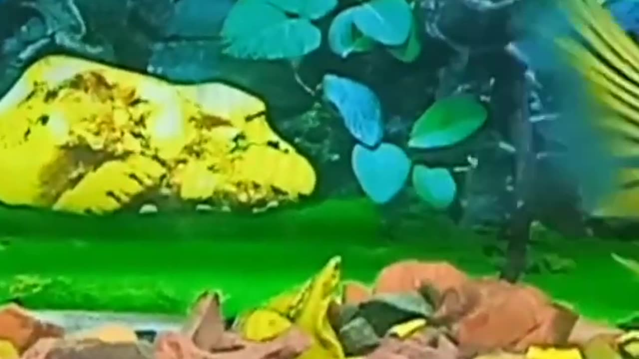 Yellow parrot fish