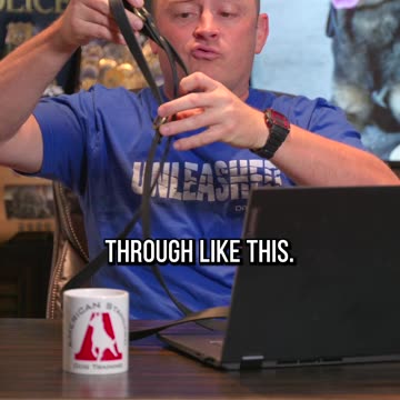 How to Break Up a Dog Fight