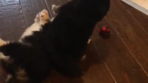 A vicious puppy fight!