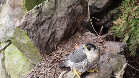 The Brutal Hawk Rips Wild Animals| Summary Of Hawk's Most Terrifying Attacks With Wild Animals