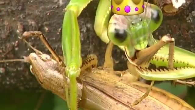 Female praying mantises are known for eating males after #mating 😲 #bugs #nature