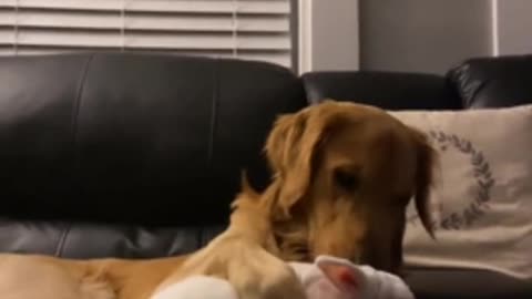 Loving pup & bunny share uniquely special bond