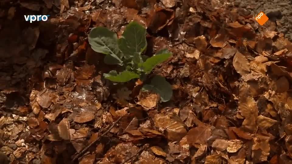 Maartens Moestuin deel 5/10. Bietjes, bloemkool en spitskool