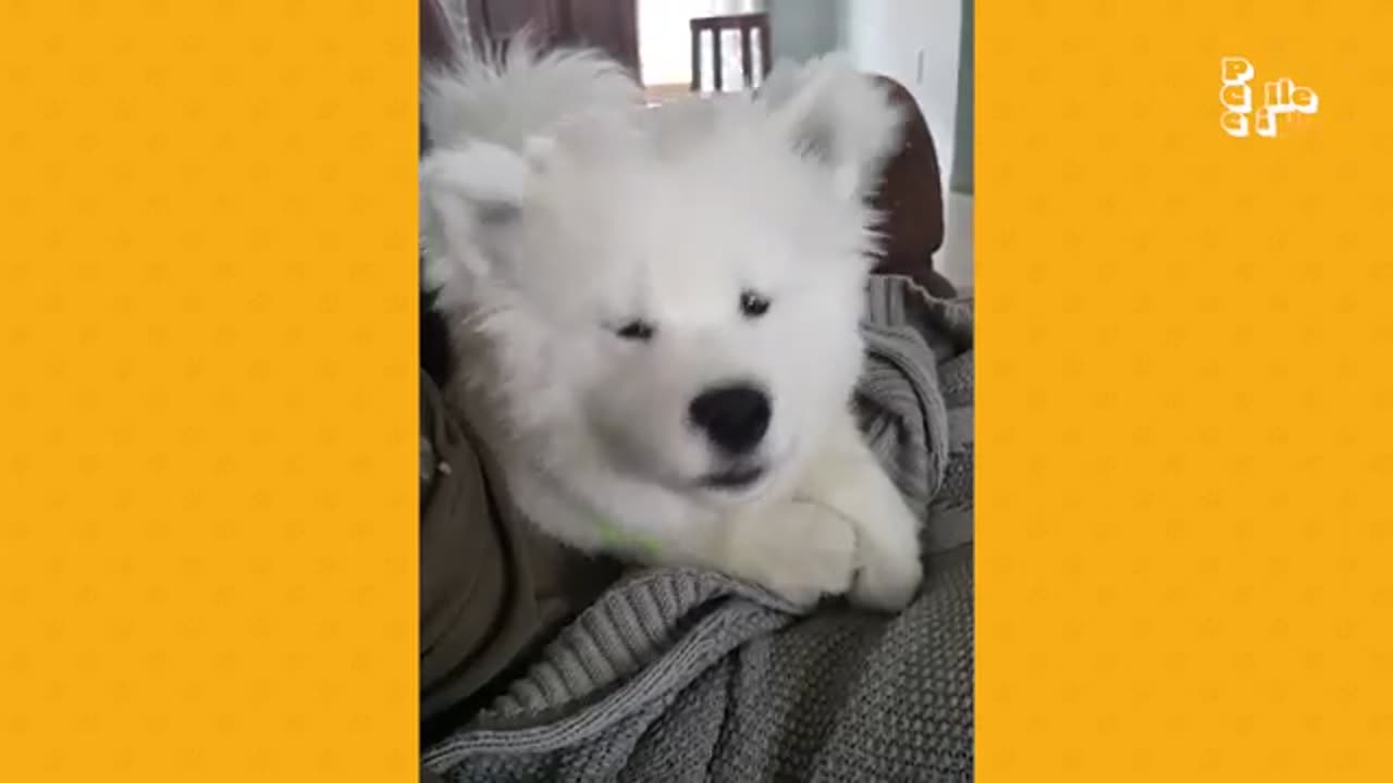 20 minutes of adorable puppies