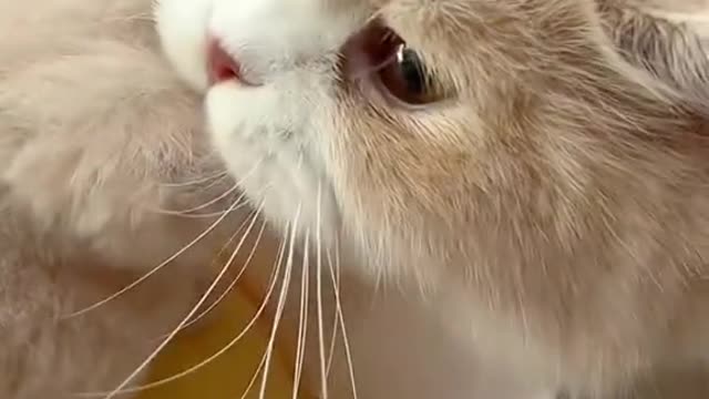 Animal World Series 272