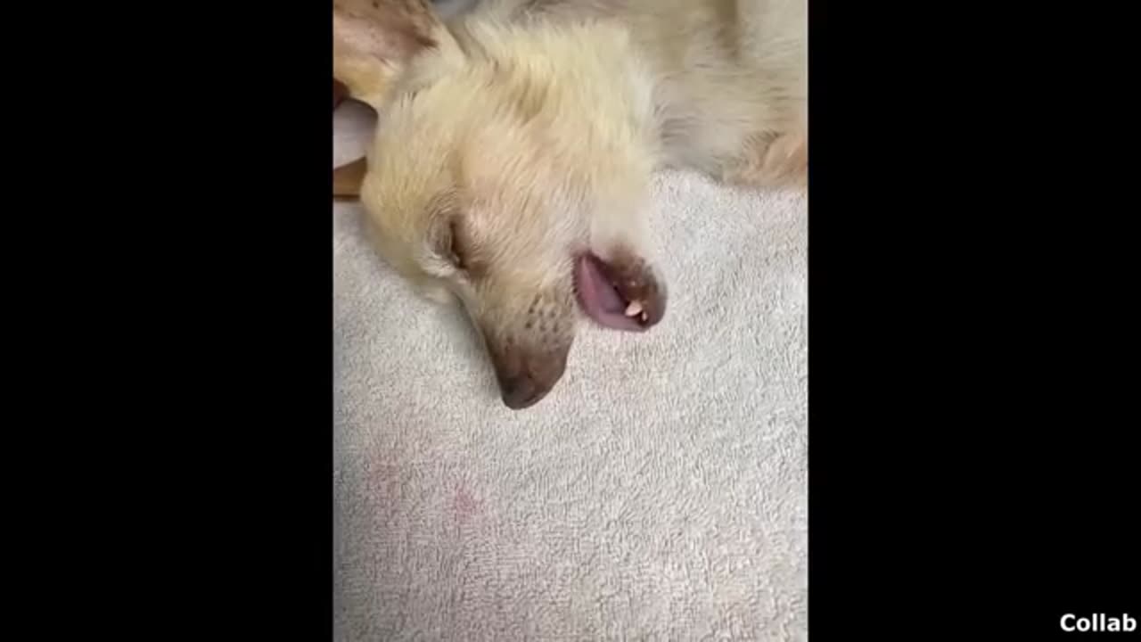 Funny dog videos
