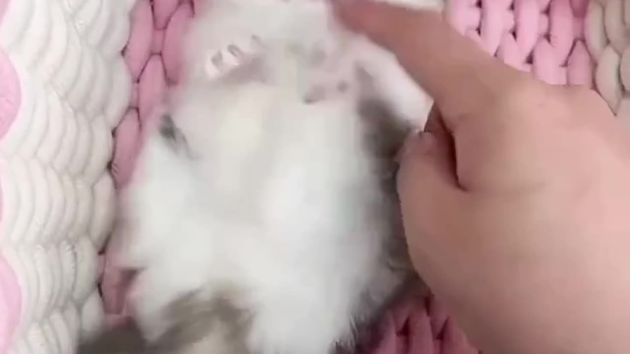 Cute kitty
