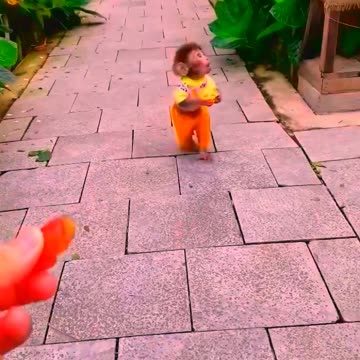 Adorable Monkeys, funny animals, smartest animals, cute monkey, baby monkey, lovely monkey #28