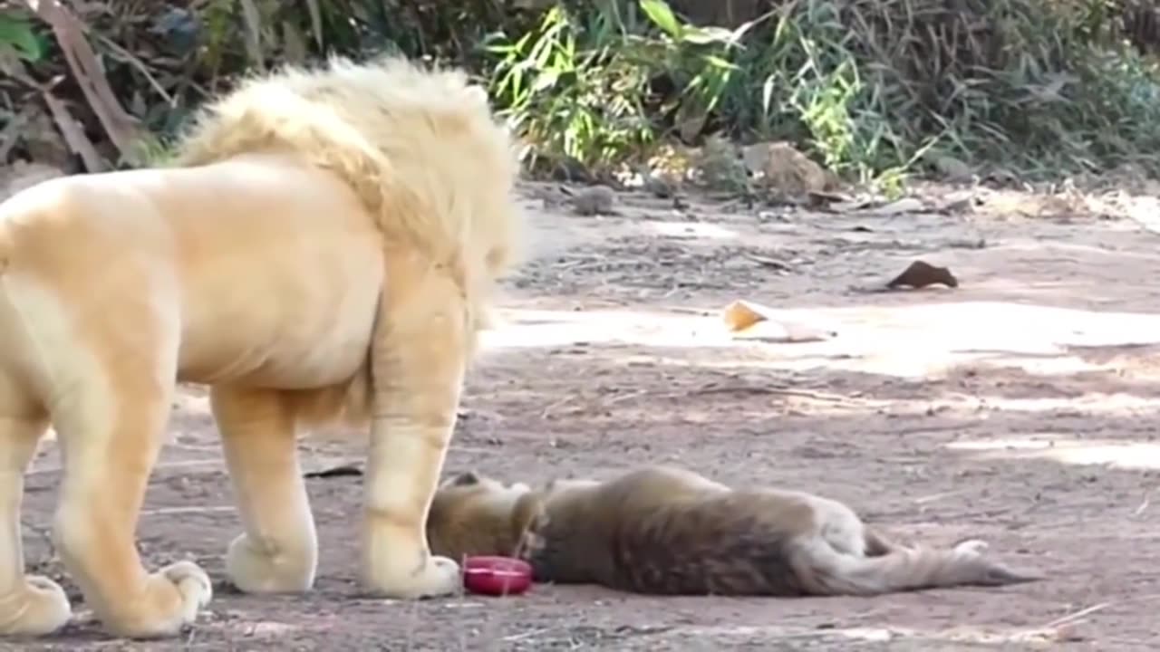 Funny animal video